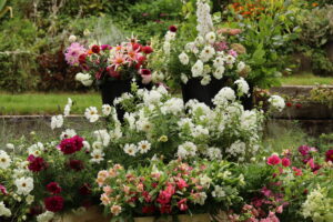 Sustainable Wedding Flower Farm Hampshire