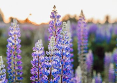 Celebrating British Flowers for a Stunning, Sustainable Wedding